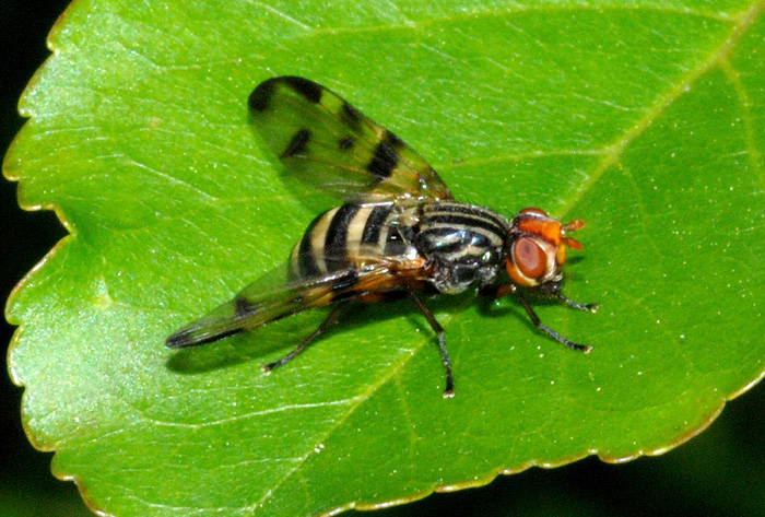 Ulididae: Otites formosa